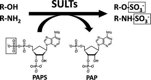 Fig. 1. Typical SULT-mediated sulfation reactions.