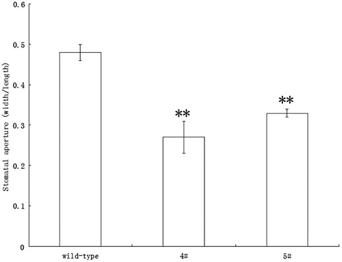 Figure 4. Stomatal aperture of transgenic Arabidopsis expressing Nt-inhh under the control of AtRab18 was less than that of wild-type plants. Wild type was untransformed control; 4# and 5# were transgenic lines. Asterisk indicate significant differences (Student’s t-test, **p < 0.01) between transgenic plant and the controls.