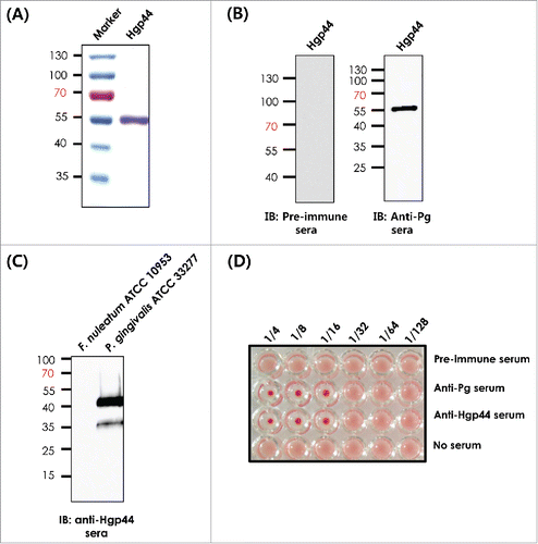 Figure 1. Development of the recombinant Hgp44 antigen. (A) The purity of Hgpp44 recombinant antigen was confirmed by SDS-PAGE. (B) Western blot analysis of the purified antigen using pre-immune and anti-P. gingivalis serum. (C) Evaluation of the Hgp44 polypeptide expression in P. gingivalis (ATCC33277) lysate was performed by western blotting using anti-Hgp44 while Fusobacterium nucleatum (ATCC 10953) lysate was used as control. (D) The hemagglutination inhibition assay (HIA). P. gingivalis was pre-incubated with the diluted Hgp44 antisera and then mixed with an equal volume of mouse RBC solution. The anti-Pg sera were used as a hemagglutination inhibitor control.