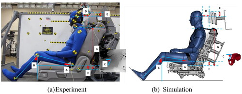 Figure 6. Final GHBMC setup based on PMHS positioning information A: Thigh angle (11.3 deg) B: Leg angle (43.5 deg) C: Pelvis angle (31.9 deg) D: Backset (95 mm) E: Topset (93.90 mm) F: Greater trochanter (GT) height (48.6 mm) G: Acromion height (563.8 mm).