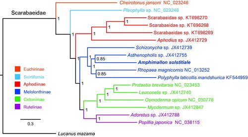 Figure 1. Mitochondrial phylogeny of 17 Scarabaeidae species based on the concatenated nucleotide sequences of 13 mitochondrial protein-coding genes.