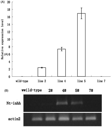 Figure 2. (A) Quantitative RT-PCR analysis of Nt-inhh mRNA in guard cells of transgenic Arabidopsis lines that expressed Nt-inhh under the control of AtRab18. (B) Semiquantitative RT-PCR analysis of guard cells from transgenic Arabidopsis lines that express Nt-inhh under the control of AtRab18. The Arabidopsis actin2 gene was used as an internal control. Wild type was untransformed control; 2#, 4#, 5# and 7# were transgenic lines.
