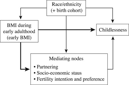 Figure 2 A directed acyclic graph describing the expected causal process linking race/ethnicity, early BMI, and childlessness in our studyNotes: In our proposed causal framework, causal paths (thick lines) exist between exposure (early BMI) and outcome (childlessness), as well as between exposure and mediators. The rest are biasing paths (thin lines). Race/ethnicity and birth cohort are confounders, because they affect both exposure and outcome. To estimate the total effect of early BMI on childlessness, adjustment of confounders is necessary and sufficient, because adjustment of mediators would ‘take away’ the weight of effects exerted through the causal path between early BMI and mediators. In this study, we are interested in the total effect that combines the direct and indirect effects of early BMI, and as such, only race/ethnicity (and birth cohort as a potentially competing confounder) are adjusted for in the models.Source: Authors’ own.