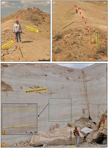 Figure 6. (a, b) Views of the CFR from the top of the ridge. (c) Width of the bedded travertine. (d) Black coloured travertine band within the bedded travertine.