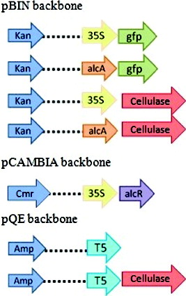 Figure 1. Plasmid constructs used in this study.