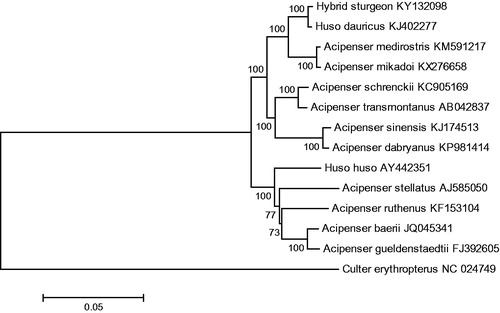 Figure 1. The consensus phylogenetic relationship of the hybrid sturgeon of Huso dauricus (♀) × Acipenser schrenckii (♂) with other sturgeons. The numbers along the branches are Bayesian posterior probability and bootstrap values for NJ, estimated for concatenated mitochondrial protein sequences.