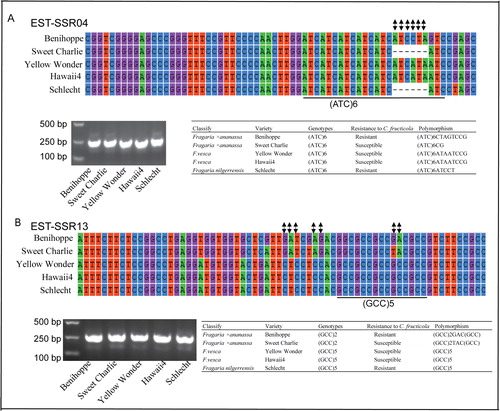 Figure 3. Genotyping of EST-SSR04 and EST-SSR13 in different cultivars and species by PCR and PCR products sequencing. The same EST-SSR with differential SSR genotypes but the same amplicon length. The nucleic acid bases of SSR loci are shown in different colors and the nucleotide substitution variations are shown in black.