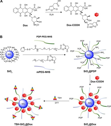 Scheme 1 Synthesis of Dox prodrug and preparation of thyroid-targeting NPs TSH-SiO2@Dox. Dox was firstly conjugated with cis-aconitic anhydride to prepare Dox-COOH (A). SiO2 was PEGylated with mPEG-NHS and PDP-PEG-NHS. PEGylated SiO2 with PDP groups (SiO2@PDP) was further conjugated with Dox and TSH. Targeted NPs with Dox and TSH ligand (TSH-SiO2@Dox) were prepared in this way (B).Abbreviations: Dox, doxorubicin; DTT, dithiothreitol; mPEG-NHS, Succinimidyl carboxyl methyl ester; NP, nanoparticle; PDP-PEG-NHS, orthopyridyl disulfide PEG Succinimidyl ester; PDP, orthopyridyl disulfide; PEG, polyethylene glycol; SiO2, silicon dioxide; TSH, thyroid–stimulating hormone.