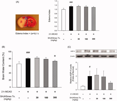Figure 5. Influence of middle cerebral artery occlusion (MCAO)-induced brain injury and the effects of pre-treatment with the methanol fraction of the modified Seonghyangjeongki-san water extract (SHJKSmex) on brain edoema indices (A), brain water content (B), and aquaporin-4 (AQP-4) protein expression (C) in the brains of mice with MCAO. Pre-treatment with SHJKSmex caused no significant changes in the brain edoema index. Pre-treatment with 300 mg/kg SHJKSmex significantly suppressed the whole brain water content. SHJKSmex pre-treatment had no suppressive potential on AQP-4 overexpression; however, the values were considered to display a decreasing tendency. Western blots and quantitative analysis of AQP-4 protein expression in the brain tissue revealed similar results to the brain edoema index and brain water content findings. Results are presented as the mean ± SD. #p < 0.05, ###p < 0.001 vs. normal group, *p < 0.05 vs. control group; n = 6 per group.