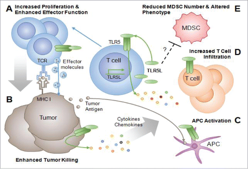 Figure 1. TLR5L–secreting T cells costimulate T cell responses and alter the tumor microenvironment. (A) Tumor reactive T cells migrate to the tumor where they secrete TLR5L, leading to increased T cell proliferation and survival. (B) TLR5-stimulated T cells exhibit increased tumor cell lysis. This process releases tumor antigens, making them available for uptake and presentation by APC. TLR5 engagement on APCs further potentiates their ability to cross-present antigen (C). Tumor cells themselves also respond to TLR5 engagement, releasing various cytokines and chemokines. The production of cytokines and chemokines by TLR-stimulated T cells and tumor cells results in the recruitment and activation of (C) APC and endogenous T cells to the tumor, which propagate antitumor immune responses (D). (E) TLR5L–secreting T cells reduce the number of CD11b+Gr1high MDSCs in tumor-bearing mice. Furthermore, intratumoral delivery of TLR5L by T cells results in the induction of MHC I, MHC II, and CD86 on CD11b+Gr1high cells, a phenotype associated with a more mature and less T cell suppressive cell types. Whether the changes in MDSC numbers or phenotype occur via TLR5 engagement or occur as a result of other factors induced by TLR5L are unknown.