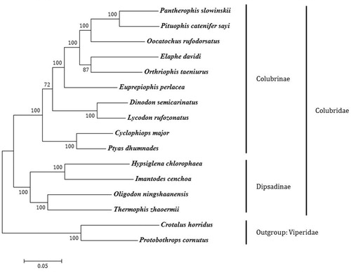 Figure 1. Phylogenetic tree generated using the ML method based on complete mitochondrial genome sequences. Subfamily designations are correct except for O. ningshaanensis, which is currently placed in Colubrinae. Branch lengths represent nucleotide substitutions per site. Pantherophis slowinskii (NC_009769), Pituophis catenifer sayi (KU833245), Oocatochus rufodorsatus (NC_022146), Elaphe davidi (KM401547), Orthriophis taeniurus (KC990021), Euprepiophis perlacea (KF750656), Dinodon semicarinatus (AB008539), Lycodon rufozonatus (NC_024559), Cyclophiops major (KF148620), Ptyas dhumnades (KF148621), Hypsiglena chlorophaea (KJ486459), Imantodes cenchoa (NC_013988), Oligodon ningshaanensis (NC_026083). Thermophis zhaoermii (GQ166168), Crotalus horridus (HM641837), Protobothrops cornutus (KF110978).