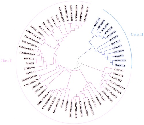 Figure 6. The phylogenetic analysis of 4CL gene family between Musa acuminata, Arabidopsis thaliana, Oryza sativa. L, Zea mays. L and Sorghum bicolor (L.) Moench. The phylogenetic tree was constructed by MEGA7.0 with the Neighbourhood Joining (NJ) method. Different clades were painted with different colors.