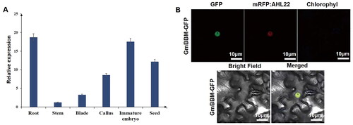Figure 5. Molecular characterization analysis of GmBBM7. (A) Tissue-specific expression analysis of GmBBM7. The abscissa indicates various tissues (root, stem, leaf, callus, embryo and grain) of soybean variety SN14, and the ordinate represents the expression level relative to the housekeeping gene Actin4; (B) Subcellular localization analysis of GmBBM7. Confocal microscopy showing GmBBM7-GFP fluorescence (1), nuclear protein marker-AHL22 (2), chloroplast autofluorescence (3), corresponding bright field (4), and accordingly merged pictures (5).
