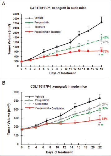 Figure 6. Combination of fruquintinib with chemo drugs shows enhanced anti-tumor effect in PDX models. (A) Fruquintinib in combination with taxotere (docetaxel) in gastric cancer PDX model. (B) Fruquintinib in combination with oxaliplatin in colon cancer PDX model. Percentage (%) represented tumor growth inhibition (TGI) rate. Two-tailed t-test for fruquintinib treatment versus the control group: *, P < 0.05; **, P < 0.01. The combination vs. single agent: #, P < 0.05; ##, P < 0.01.