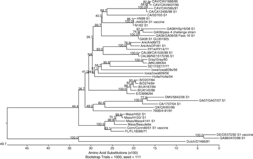 Figure 1.  Phylogenetic tree showing amino acid sequence relatedness of S1 proteins computed using neighbour-joining and Nei–Gojobori methods with 1000 bootstrap replicates. The amino acid sequences were aligned with ClustalW (MEGA 4.0.2; Tamura et al., 2007) and the amino acid substitutions (x100) are shown. GenBank accession numbers: CAV/1686/95=AF027511, CAV/CAV9437/95=AF027510, CAV/CAV56b/91=AF027509, CA/CA12495/98=AF520604, CA/557/03=DQ912828, HN99=AY775551, JAAS/04=AY839140, N1/62=U29522, GA08/HSp16/08=GU361607, GA08/08/08 pass 16= GU734804, GA08/pass 4 challenge strain= GU361606, GA08/S1/GU301925=GU301925, Ark/Ark99/73=L10384, Ark/ArkDPI/81=AF006624, PP14/PP14/93=M99483, CAL99/CA1535/99=DQ912831, CAL99/NE15172/95=DQ912832, Holte/Holte/54=L18988, JMK/JMK/64=L14070, Gray/Gray/60=L14069, SE17/SE17/93=M99484, Iowa/Iowa609/56=GU361608, B/D207/84=X58003, B/D274/84=X15832, B/UK167/84=X58065, B/UK142/86=X58066, E/D3896/84=X52084, CAV/CA1737/04=DQ912830, DMV/5642/06=EU694402, QX/IBVQX/99=AF193423, 793B/4-91/91=Z83975, Mass/H52=AF352315, Mass/H120=EU822341, Mass/Mass41/41=AY561711, Mass/Beaudette=M95169, Conn/Conn46/51=L18990, FL/FL18288/71=AF027512, DE/DE072/92=U77298, GA98/CWL470/98=AF274437, Dutch/D1466/81=M21971.
