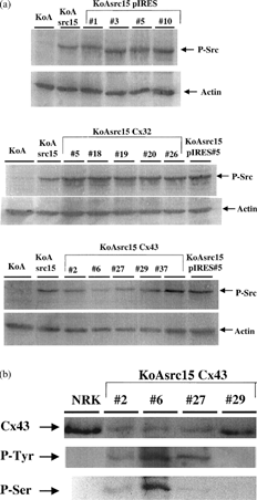 Figure 3 Functionality of pp60v - src in KoAsrc transfectants. (A) Western blots show levels of pp60v - src autophosphorylation at site Y416 in lysates from KoAsrc15 clones transfected with pIRES, Cx32, and Cx43. The blots were stripped and reprobed with actin for normalization. (B) Cell lysates from Cx43 transfectants were immunoprecipitated with a polyclonal Cx43 antibody and probed with a monoclonal Cx43 antibody (upper panel). The blot was stripped and reprobed with an antibody to Phosphotyrosine (middle panel), and PhosphoCx43 at serines 279 and 282 (lower panel).
