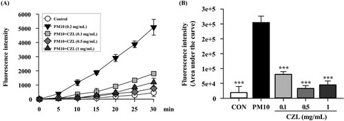 Figure 4. Effects of CZL extract treatment on intracellular levels of ROS (A, B) in PM10-treated A549 cells. Data are expressed as the mean ± SD. Statistical significance was calculated using one-way ANOVA followed by Dunnett’s post-hoc test. ***p< 0.001 vs. PM10 group.