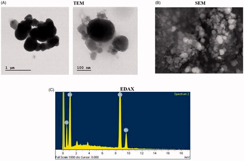 Figure 2. TEM, SEM and EDAX analysis of ZnO-NPs synthesized from Allium cepa. Nanoparticles position in HaCaT cells using TEM. TEM images displayed ZnO-NPs were not originated in the cytoplasm and nucleus of the cells (Figure 2(A)), but ZnO-NPs were noticed as cumulative disconnected within the cytoplasm as a replacement of single particle after management with 15 μg/mL ZnO-NPs. Allium cepa extract ZnO-NPs were found as nano-shaped (Figure 2(B)). The organization, segment and form of amalgamated product were examined by the SEM study. The EDAX examination validates peaks for ZnO-NPs. Production and categorization of ZnO nanoparticles using the leaf extract of A. cepa, the EDS spectrum displays the high value of zinc (82.2%) and oxygen (19.68%).
