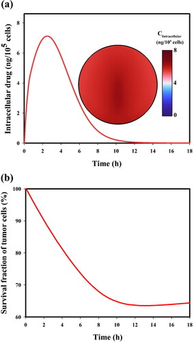 Figure 9. (a) Drug concentration in intracellular space, and (b) survival fraction of tumor cells over time.