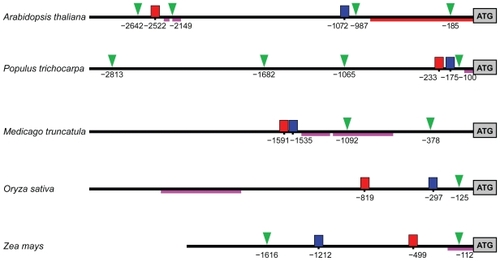 Figure 8 Possible regulatory elements and promoters of M20L. Upstream regions with predicted TATA boxes are indicated by a green triangle, motif 1 by a red box, motif 2 by a blue box, and EST hit regions by dark pink lines. For A. thaliana, the core promoter given in AGRIS (CitationPalaniswamy et al 2006) is indicated by a red line. The lines are scaled to actual sequence length and positions are given in base pairs from translation start.