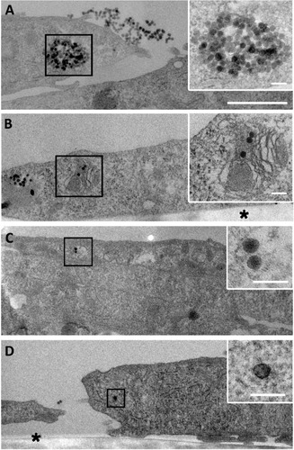 Figure 3 Fate of NP uptake by myoblasts after 4 hours.Notes: Transmission electron microscopy images of a large amount of NPs accumulated in vesicles (A) or in organelles undergoing degradation (B). Few NPs in vesicle (C) and isolated NP in cytoplasm (D) were visible, as observed after 1 hour of exposure. Insets are enlarged areas marked with black squares. Asterisk marks the cell side facing the support. Scale bars, 1 μm (A–D) and 100 nm (insets).Abbreviation: NP, silica nanoparticle.