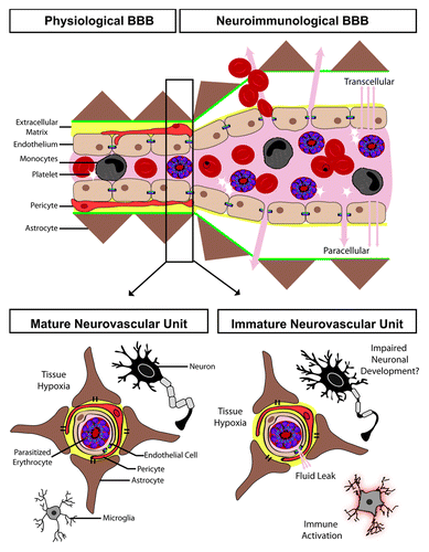Figure 1. The effect of cerebral malaria on the blood–brain barrier (BBB) and the developing neurovascular unit. The BBB can be separated into the physiological BBB, where the endothelial cells are in close apposition to astrocyte end processes and pericytes, and the neuroimmunological BBB, which has a perivascular space separating the endothelial cells from the astrocytic foot processes. During malaria infection, the endothelium becomes activated leading to both transcellular and paracellular leak. The neurovascular unit, which makes up the BBB, undergoes marked changes during development which may impact the pathogenesis of cerebral malaria, including: synaptic pruning, myelination, immune system maturation, maturation and differentiation of glial cells, increased expression of tight junction proteins, and ultimately improved endothelial barrier function.