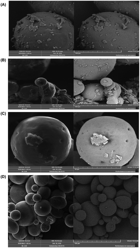 Figure 14. Scanning electron micrographs of synthesized microspheres at various resolutions.