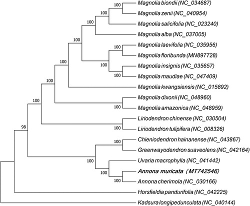 Figure 1. Maximum likelihood tree based on the sequences of protein coding genes of 20 plant species, 13 species belong to Magnoliaceae family, 5 species belong to Annonaceae family and only one species belongs to Myristicaceae family, and Kadsura longipedunculata which belongs to Schisandraceae family of Austrobaileyales order was used as the out group.The species and chloroplast genome accession numbers for the phylogenetic tree construction are: Magnolia biondii (NC_034687), Magnolia zenii (NC_040954), Magnolia salicifolia (NC_023240), Magnolia alba (NC_037005), Magnolia laevifolia (NC_035956), Magnolia floribunda (MN897728), Magnolia insignis (NC_035657), Magnolia maudiae (NC_047409), Magnolia kwangsiensis (NC_015892), Magnolia dixonii (NC_048960), Magnolia amazonica (NC_048959), Liriodendron chinense (NC_030504), Liriodendron tulipifera (NC_008326), Chieniodendron hainanense (NC_043867), Greenwayodendron suaveolens (NC_042164), Uvaria macrophylla (NC_041442), Annona muricata (MT742546), Annona cherimola (NC_030166), Horsfieldia pandurifolia (NC_042225), and Kadsura longipedunculata (NC_040144).