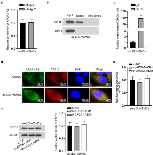Figure 3. APOA1-AS recruits TAF15 protein. (a) RIP assay and RT-qPCR examined the enrichment of APOA1-AS in binding complex with Ago2 protein. (b) RNA pull down assay and western blot detected the enrichment of TAF15 protein and UPF1 protein in the pulldown of Sense APOA1-AS and anti-sense APOA1-AS. (c) The interaction between APOA1-AS and TAF15 was verified by RIP assay. (d) Pictures of FISH fluorescence of APOA1-AS (green) and IF fluorescence of TAF15 protein (red) showed the location of APOA1-AS and TAF15 in VSMCs and ox-LDL-VSMCs (Scale bar: 10 μm). (e-f) TAF15 expression was tested by RT-qPCR and western blot analysis in ox-LDL-VSMCs transfected with sh-APOA1-AS#1/2/3 versus sh-NC. ** P < 0.01