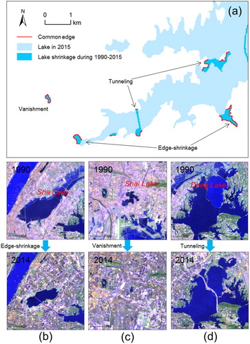 Figure 2. (a) Illustration of the three lake-shrinkage types. (b), (c), and (d) are the Landsat images (2 September 1990 and 6 October 2014) of three typical urban lakes, that is, Sha Lake (edge-shrinkage), Shai Lake (vanishment), and Dong Lake (tunneling), respectively. The Landsat images were obtained from the United States Geological Survey (USGS; http://www.usgs.gov/).