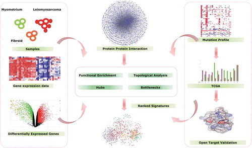 Figure 1. Overview of Workflow. The study designs start with Identification of DEGs by Gene Expression analysis, and finding DEGs enriched pathways using Go annotations and creating of PPI network to identify the major hubs and bottleneck proteins from PPI, followed by identification UL or ULMS associated hubs and bottle neck DEGs. Finally, validation and identification target genes associated with UL and ULMS using TCGA and open target web validation tools