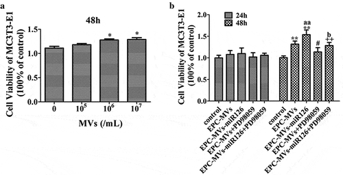 Figure 3. The effects of EPC-MVs and EPC-MVs-miR126 on the proliferation of MC3T3-E1 cells. (a) The effects of different concentrations of MVs on MC3T3-E1 cell viability at 48 h. (b) The proliferation of MC3T3-E1 cell in different groups. *p< 0.05, **p< 0.01 vs. control; #p< 0.05 vs. EPC-MVs; ++p< 0.01 vs. EPC-MVs-miR126; aap<0.01 vs. EPC-MVs; bp<0.05 vs. EPC-MVs+PD98059.
