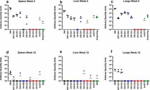 Figure 3. Detection of C. burnetii by PCR in organs of mice after infection with isolates of C. burnetii. Mice were infected with C. burnetii isolates via inhalation and spleens (a, d), livers (b, e), and lungs (c, f) were harvested at 2 weeks (a-c) and 12 weeks (d-f) pi. DNA was prepared and quantitative PCR was performed using an assay to detect the C. burnetii com1 gene and normalized to a murine β-actin endogenous control PCR assay. The results are reported as arbitrary quantity units, and each point represents an individual mouse. Sequence types are grouped by color: ST16/26 (black), ST20 (blue), ST8 (red), and ST1-7/30 (green)