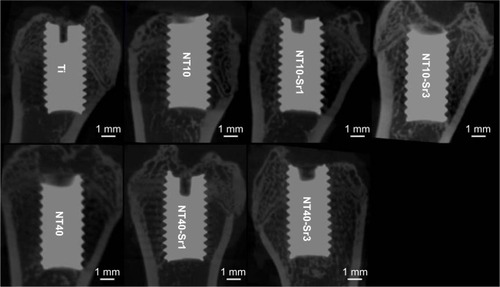 Figure 4 Micro-CT 2D reconstructed models showing the status of the Ti implant and bone response at 12 weeks after implantation.Abbreviations: CT, computed tomography; NT, nanotube; Sr, strontium; Ti, titanium; 2D, two-dimensional.