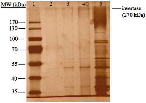 Figure 8. SDS-PAGE analysis of yeast fractions. Lane 1. Molecular weight marker. Lane 2. Desorbed fraction from Co(II)-chelated PHEMA/PEI cryogel column. 3. Fraction obtained after adsorption on Co(II)-chelated PHEMA/PEI cryogel column. 4. Yeast extract. 5. Commercial invertase.