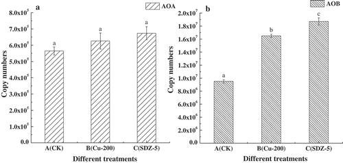 Figure 2. Abundance of AOA and AOB under A, B and C treatments, A treatment was CK treatment, B treatment was Cu 200 mg kg−1 addition and C treatment was added SDZ 5 mg kg−1. (a) is the copy numbers of AOA, and (b) is the copy numbers of AOB.