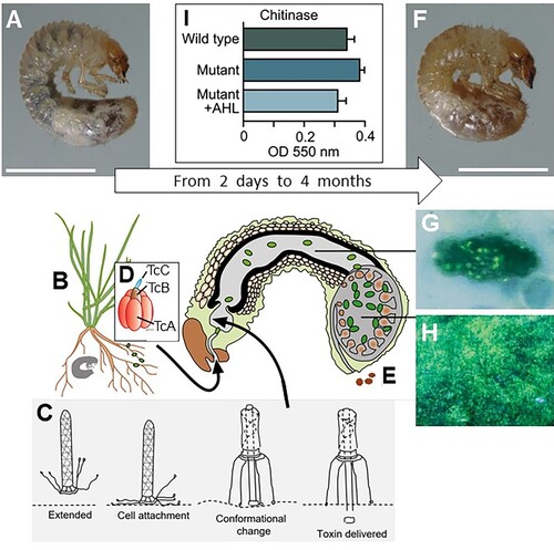 Figure 4. Overview of the S. entomophila – C. giveni system. (A), Healthy C. giveni larvae (Scale bar 5 mm) ingest the roots (B) and associated S. entomophila. Within 2–5 days the larvae cease feeding, a result of as few as 500 anti-feeding prophage (Afp) particles. The proposed model for the action of the Afp is depicted in (C), where the extended virus-like Afp particle latches onto a currently undetermined receptor on cuticular membranes or the intestinal cells using its tail fibres. Once bound (cell attachment), the Afp particle changes conformation to inject the Afp loaded toxin into the eukaryotic target cell. The S. entomophila pathogenicity (Sep) Toxin Complex (Tc) (D) is released by ingested bacteria. This causes gut clearance, expulsion of gut contents (E) and the larvae to become amber in colour (F); scale bar 5 mm. The disease process can last for more than 4 months. There are no apparent sites of S. entomophila colonisation on the surface of midgut cells, with bacteria only adhering to particulate matter of the gut and membranous surfaces (G). Within 6 days of ingestion, bacteria multiply within the fermentation chamber of the insect (H). Under conditions of high cell density levels of the S. entomophila-derived chitinases are reduced (I), possibly prolonging the time of infection. I, measurements of chitinase activity; WT, denotes wildtype S entomophila; Mutant, denotes quorum sensing (QS) mutant; +AHL denotes the mutant complemented by addition of an exogenous supply of the QS signal molecule N-Acylhomoserine lactone (AHL). Figure modified from Hurst (Citation2016).