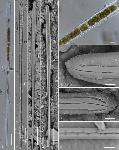 Figs 1–8. Gomphotheca marciae n. sp., whole valves and external aspect (LM and SEM). Fig. 1. Preserved cell showing plastids. Fig. 2. Cleaned valve in LM (isotype). Figs 3, 4. Whole valves in SEM, external and internal aspects. Fig. 5. Detail of plastids. Figs 6, 7. Apical and basal poles, external aspect. Fig. 8. External detail showing raphe slit with lateral depressions along each side. Scale bars: Figs 1–4 = 50 µm, Fig. 5 = 10 µm, Figs 6–8 = 2 µm.