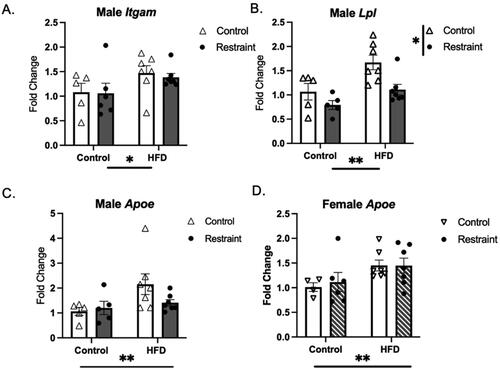Figure 5. Main effect of HFD. Adolescent HFD exposure increased the expression of Igtam and Lpl in males (A,B) and Apoe was increased in males (C) and females (D) (HFD: high fat diet) *p < 0.05, **p < 0.01.