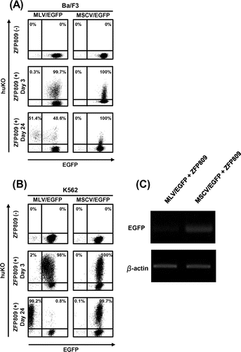 Fig. 2. Long-term monitoring of ZFP809-mediated gene silencing effect on transgene expression driven by MLV.