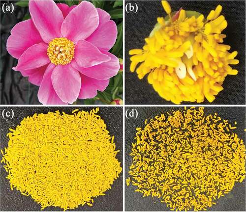 Figure 1. Isolation of P. lactiflora stamens. A: Blooming flower; B: Remaining part of flower after removing the petals; C: Separate stamens; D: Stamens after a series of treatments