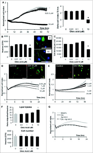 Figure 2 (See previous page). Proliferation and/or survival and lipid storage of 3T3L1 and hASCs are modulated by oleic acid (representative experiments). (A) Real time proliferation of 3T3L1 fibroblasts on xCELLigence with several doses of oleic acid, represented by cell indexes normalized at time of treatment and measured every 5 min during 50 cycles then every 15 min during 72 h on the left panel, corresponding differences in cell indexes 72 h after treatment on the right panel. (B) In the same experiment, cells plated in 96-well plates were analyzed 72 h after treatment with Hoechst 33258 nuclear staining (blue color) and cytoskeleton staining with phalloidin Atto 498 (green color) using Cytation 3 to count nuclei (left panel) and imaging with identical acquisition: led intensity: 10; camera gain: 10, integration time: 400 (magnification x20, right panel). (C) At the end of experiment, cells were dissociated from xCELLigence wells and were analyzed using Scepter cell counting represented by cell density of living cells (i.e., cell diameter >10.8 μM). (D) Real-time monitoring of hASCs on xCELLigence in several doses of oleic acid in lipid-free BSA 5% represented by cell indexes normalized at time of treatment on the lower panel and corresponding imaging with Cytation 3 of fixed cells labeled with AdipoRed for lipid storage (green color) and nuclear staining with Hoechst 33258 (red color) with identical acquisition parameters. (E) Real-time monitoring of hASCs from donor S1 on xCELLigence treated with several doses of oleic acid complexed to human serum albumin (5%) shows cell index reduction with highest dose of oleic acid (10 μM) is due to lipid uptake without affecting cell survival. (F) Automated measurement of mean cell lipid content (AdipoRed, upper graph) and cell count (Hoechst, lower graph) show a dose-dependent increase in lipid content without significant effect on cell number (led intensity: 10; camera gain: 6, intensity 558). Corresponding fluorescence intensity of AdipoRed was counted and normalized to Hoechst 33258. (G) The reduction of cell index induced by oleic acid 10 μM was not affected by apoptose inhibitor II (50 μM in the same experiment). All experiments are represented as mean values ±SEM (n > 5 for xCELLigence nor Cytation 3), mean values ± SD for Scepter counts (n = 3 measurements of 8 cumulated 96-E-plate wells) and significant Student's t-test p-values >0.05 by asterisk. Scale bars = 100 μm. Abbreviations: C: control; OA: oleic acid; BSA: bovine serum albumin; Ap Inh II: apoptosis inhibitor II; CFU: Counts of fluorescence, arbitrary units.