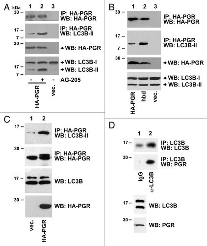 Figure 3. PGRMC1 associates with LC3B-II. (A) HEK293 human embryonic kidney cells were transfected with plasmid pRC40, encoding HA-tagged PGRMC1 (HA-PGR, lanes 1 and 2), or a control plasmid (lane 3), immunoprecipitated with an anti-HA epitope tag antibody and analyzed by western blot for HA-PGRMC1 (top panel) or LC3B (second panel). In lane 2, the cells were treated with 20 μM AG-205 for 24 h. The lower panels show PGRMC1 and LC3B levels in the lysates. (B) PGRMC1 (lane 1), the heme-binding deficient (hbd) D120G mutant of PGRMC1 (lane 2) or a control plasmid were expressed, precipitated and analyzed as in (A). (C) A549 non-small cell lung cancer cells were transfected with a control plasmid (lane 1) or the PGRMC1 expression plasmid pRC40 and treated with 20 μM AG-205 for 24 h. Lysates (lower panels) were immunoprecipitated with an anti-HA tag antibody and analyzed by western blot for LC3B (top) or HA-PGRMC1 (bottom). The lower band is due to the antibody light chain, which comigrates with PGRMC1. (D) LC3B was immunoprecipitated from A549 cells (lane 2) and probed for LC3B (top) or PGRMC1 (bottom). Lane 1 is an IgG control, and LC3B was weakly detectable. The input lysates are shown in the lower panels.