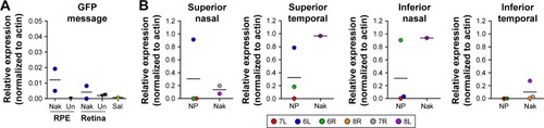 Figure 2 GFP expression after a single subretinal injection of VMD2-GFP-S/MAR in baboon eyes.Notes: Tissues were harvested at the times indicated in Table 1 from animals subretinally injected with naked VMD2-GFP or NP VMD2-GFP (or vehicle). (A) Expression of GFP message was assessed by qRT-PCRCR in the RPE and retina from animal #5 (naked DNA, blue circles), animal #1 (uninjected, black triangles), and animal #2 (saline, yellow circles). (B) In subsequent animals, qRT-PCR for GFP was performed on RPE tissue isolated from various quadrants after a single subretinal injection. GFP values were normalized to β-actin. Each eye is shown as an individual symbol. Symbols are consistently colored from quadrant to quadrant; legend indicates animal #/eye. Black lines indicate mean.Abbreviations: Nak, naked plasmid; NP, nanoparticle; qRT-PCR, quantitative reverse transcription polymerase chain reaction; RPE, retinal pigment epithelium; Sal, saline.