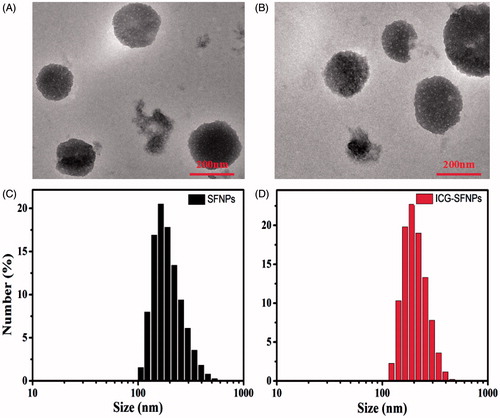 Figure 2. TEM images and particle size distribution of SFNPs (A, C) and ICG-SFNPs (B, D).
