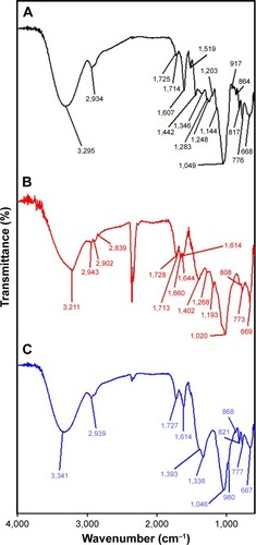 Figure 7 FT-IR spectra of (A) the extract, (B) GM-AuNPs, and (C) GM-AgNPs.Note: Both GM-AuNPs and GM-AgNPs were synthesized with the extract concentration of 0.02%.Abbreviations: FT-IR, Fourier transform infrared spectroscopy; GM-AgNPs, silver nanoparticles green synthesized by mangosteen pericarp extract; GM-AuNPs, gold nanoparticles green synthesized by mangosteen pericarp extract.