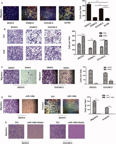 Figure 6. Effect of EGFR-IL-6-STAT3 signalling and miR-146b expression on ovarian cancer cell migration. (A) The migration abilities of EOC cells were determined in a Transwell assay. A total of 1 × 105 cells/well were seeded in the upper chamber of the Transwell insert chambers, and cell migration was assessed according to the manufacturer’s protocol. (B) Effects of EGFR on the migration of ovarian cancer cells. (C) Ovarian cancer cells were treated with 10 μM Stattic for 12 h, and cell migration was assessed using Transwell assays and quantified (N = 4 × 104 cells/well).(D) Effects of miR-146b overexpression on the migration and invasion of ovarian cancer cells. The migratory abilities are reflected by the number of cells per microscopic field that had migrated to the underside of the membrane. (E) Effects of miR-146b overexpression and Stattic on the migration of ovarian cancer cells. The data are expressed as the means ± SD; ns: not significant; *p < 0.05; **p < 0.01; ***p < 0.001.