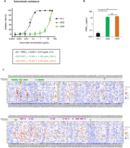 Figure 2 Isolated viruses on days 23 and 37 with the Spike E340A mutation are resistant to sotrovimab. Sotrovimab resistance was assessed using a focus reduction neutralization assay. Each diluted sotrovimab sample was mixed with 100 FFU of each variant for neutralization. After 1 h, the mixture was adsorbed onto VeroE6/TMPRSS2 cells for 12 h. (A) Inhibition rate from the focus numbers at the indicated sotrovimab concentration. (B) The 50% focus reduction neutralization titer (FRNT50). The data represent the mean ± SEM of the three experimental replicates (*P < 0.05). (C) A deep mutational scanning (DMS) was performed in a region spanning residues 329 to 538 of the RBD using the inverted infection assay as previously described.Citation11 The library cells, containing the hemagglutinin-tagged RBD encompassing all 20 amino acid substitutions, were infected with an ACE2-harboring green fluorescent protein (GFP)-reporter virus derived from a lentiviral vector, both in the presence and absence of sotrovimab. Subsequently, GFP-positive cells and control GFP-negative cells were individually harvested through fluorescence-activated cell sorting. RNA was then extracted from the harvested cells for RNA-Seq, which determined the genotype of RBD induced by each amino acid substitution in the library cells. The escape value of each amino acid substitution was estimated by dividing the reads number of GFP-positive cells by that of GFP-negative cells. Log10 enrichment ratios for all individual mutations were calculated and normalized with the wild type. The heatmap illustrating how all single mutations affect the escape from sotrovimab. Squares are colored by mutational effect according to scale bars on the right, with red indicating higher escapability. Squares with a diagonal line through them indicate Wuhan strain amino acid. The black dot size reflects the frequency in the virus genome sequence according to the GISAID database as of 17th Sep 2022. ACE2 and sotrovimab footprints are highlighted in magenta and light green, respectively. Footprints on RBDs were defined according to the 5A distance from ACE2- or monoclonal antibody-contacting residues.Citation12