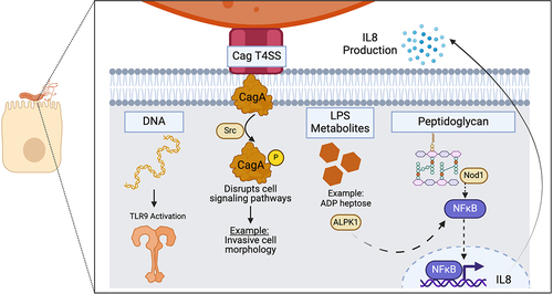 Figure 2. Cag T4SS-mediated delivery of CagA and non-protein substrates into host cells. The Cag T4SS is required for delivery of CagA, LPS metabolites, peptidoglycan and DNA into host cells. Each substrate elicits a cellular response. CagA is phosphorylated by tyrosine kinases (such as Src), and phosphorylated CagA can cause disruptions to a variety of signaling pathways. LPS metabolites and peptidoglycan elicit NF-κB activation, leading to IL-8 production. DNA translocation causes TLR9 activation. Created with BioRender.com.