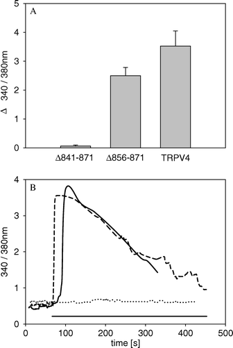 Figure 7.  Deletion mutants are fully functional, when expressed in the plasma membrane. CHO cells were transiently transfected with different GFP deletion constructs, and after 48 h loaded with Fura-2 and exposed to hypotonicity by lowering the osmolarity from 300 to 200 mOsm/l. (A) In Δ841-871-GFP transfected cells, the [Ca2 + ]i stayed constant after hypotonic shock (n=27). In contrast [Ca2 + ]i was significantly increased in full-length TRPV4-GFP (n=14) as well as in Δ856-871-GFP transfected cells (n=21). (B) Representative traces of the three differently transfected cells were plotted. While the [Ca2 + ]i level remains constant in Δ841-871-GFP transfected cells (dotted line), Δ856-871-GFP (dashed line) and full-length TRPV4 (straight line) transfected cells reacted with a similar [Ca2 + ]i increase to the hypotonic stimulus (indicated by the line). Data demonstrated are mean values of±SEM.